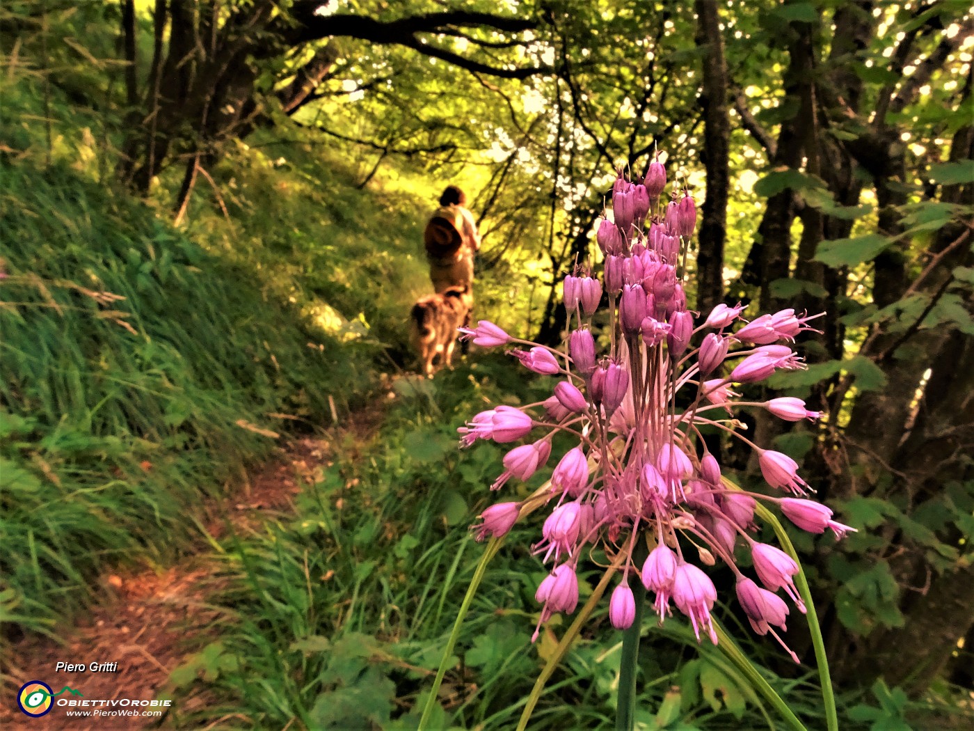 26 Aglio grazioso (Allium cirrhosum).JPG